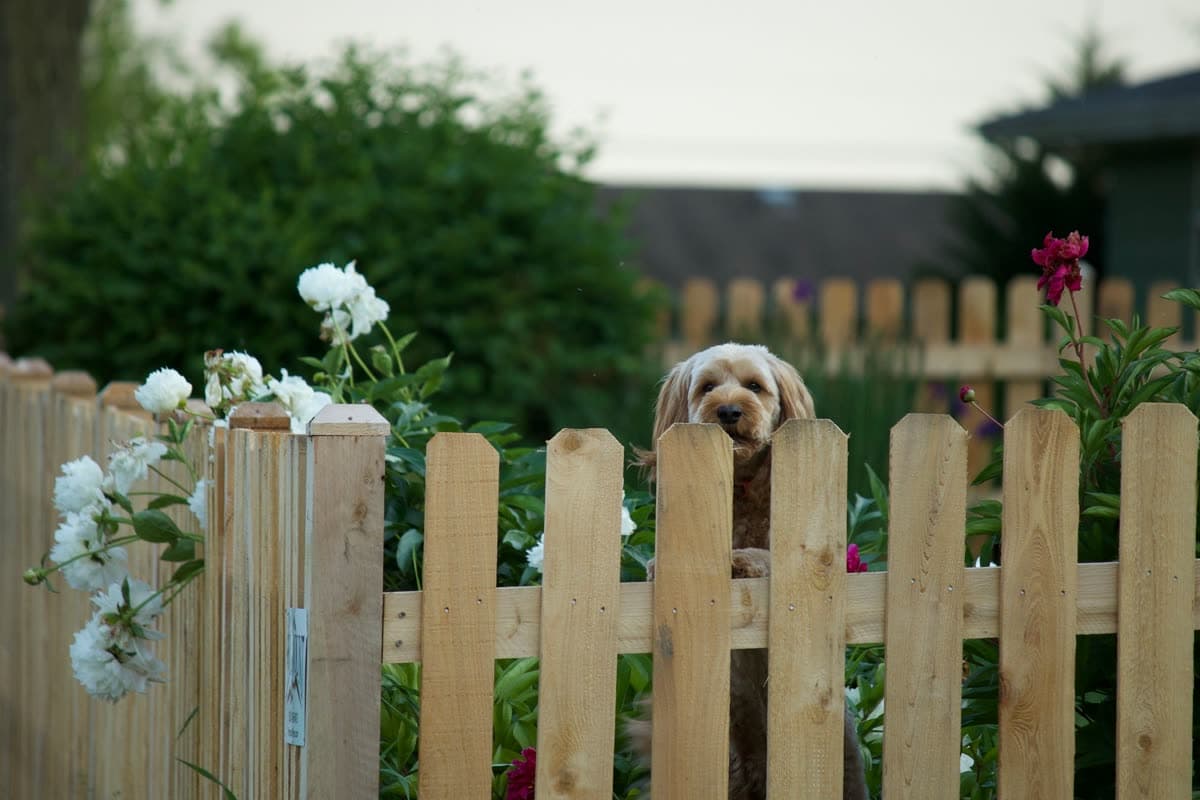 Perro pequeño asomado por encima de una cerca de madera rodeada de flores